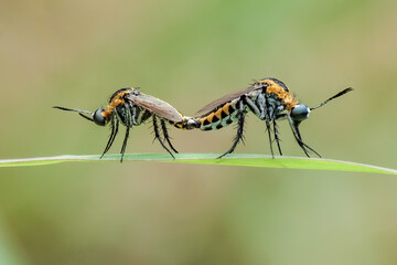 Toxophora amphitea mating