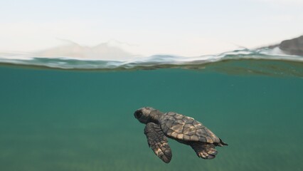 split shot of a baby turtle underwater juvenile caretta