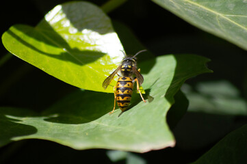 Fotografía en detalle de una avista sobre hoja de yedra en el jardín.