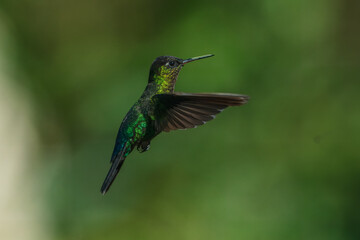 Fiery-throated hummingbird (Panterpe insignis) is a species of hummingbird in the "mountain gems" tribe Lampornithini in subfamily Trochilinae. It is found in Costa Rica and Panama © Miroslav Srb