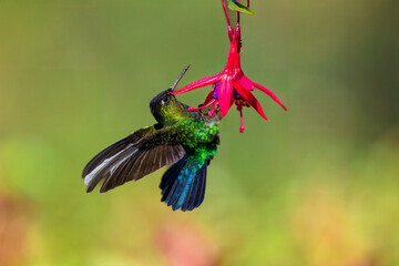 Fiery-throated hummingbird (Panterpe insignis) is a species of hummingbird in the "mountain gems" tribe Lampornithini in subfamily Trochilinae. It is found in Costa Rica and Panama © Miroslav Srb