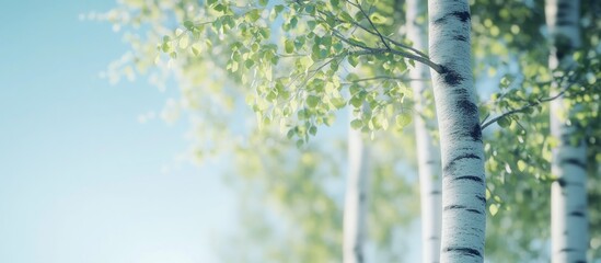 Fototapeta premium Serene birch trees with fresh green leaves under a bright blue sky.