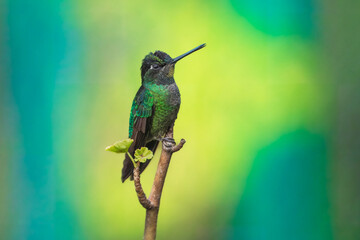 Talamanca hummingbird or admirable hummingbird (Eugenes spectabilis) is a large hummingbird. The admirable hummingbird's range is Costa Rica to Panama