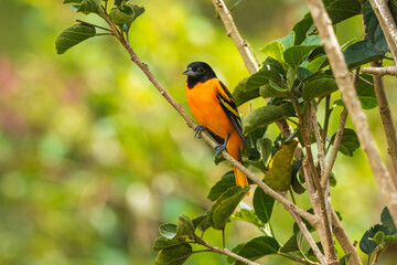 Adult male Baltimore Oriole (Icterus galbula) during spring migration at Costa Rica. Perched on a...