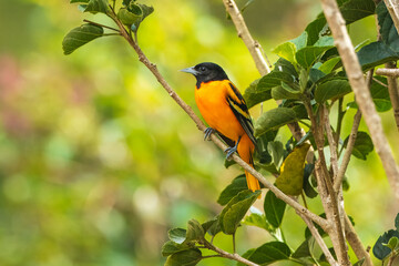 Adult male Baltimore Oriole (Icterus galbula) during spring migration at Costa Rica. Perched on a branch.
