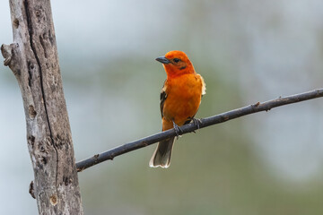 Flame-colored tanager (Piranga bidentata), formerly known as the stripe-backed tanager, is a medium-sized American songbird in the family Cardinalidae, the cardinals or cardinal grosbeaks.
