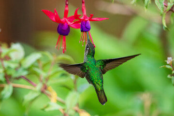 Talamanca hummingbird or admirable hummingbird (Eugenes spectabilis) is a large hummingbird. The admirable hummingbird's range is Costa Rica to Panama