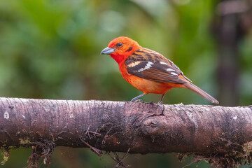 Flame-colored tanager (Piranga bidentata), formerly known as the stripe-backed tanager, is a medium-sized American songbird in the family Cardinalidae, the cardinals or cardinal grosbeaks.