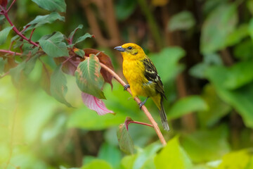 Flame-colored tanager (Piranga bidentata), formerly known as the stripe-backed tanager, is a medium-sized American songbird in the family Cardinalidae, the cardinals or cardinal grosbeaks.