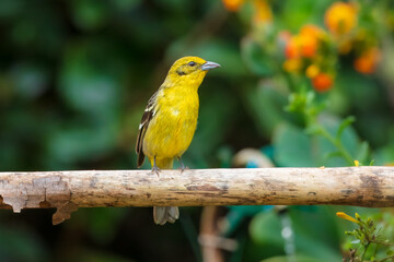 Flame-colored tanager (Piranga bidentata), formerly known as the stripe-backed tanager, is a medium-sized American songbird in the family Cardinalidae, the cardinals or cardinal grosbeaks.