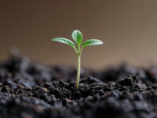 A delicate seedling plant, no more than a few centimeters tall, emerges from the dark, moist soil, its tender stem and tiny leaves a vibrant green, with gentle, fine details and intricate textures, se