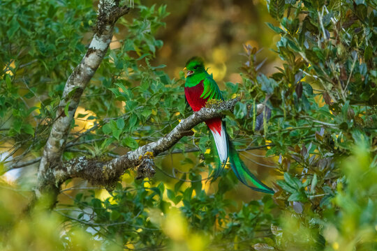 The resplendent quetzal (Pharomachrus mocinno) is a bird in the trogon family. It is found from Chiapas, Mexico to western Panama. Taken in Costa Rica