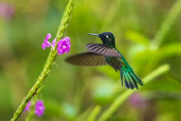 Violet-headed Hummingbird Klais guimeti, Beautiful bird at San Gerardo de Dota, Wildlife and birdwatching in Costa Rica.