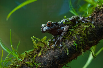 Triprion spinosus or Coronated Tree Frog is a species of amphibians. Taken in rain forest in Costa Rica