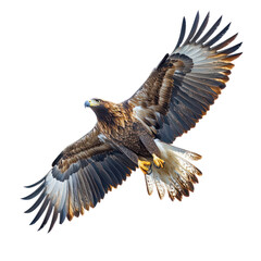 Obraz premium Majestic Golden Eagle in Flight: A Stunning Display of Avian Power and Grace