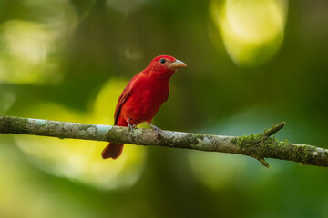 Summer tanager (Piranga rubra) is a medium-sized American songbird. Formerly placed in the tanager family (Thraupidae), it and other members of its genus are now classified in the cardinal family