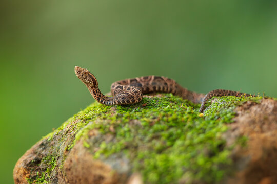 Bothrops asper is a highly venomous pit viper species ranging from southern Mexico to northern South America and is considered to be one of the most dangerous snakes in the western hemisphere.