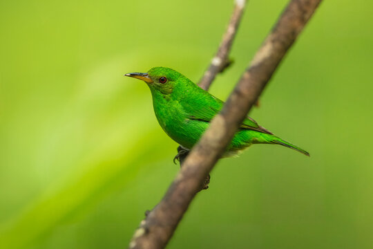 Green honeycreeper (Chlorophanes spiza) is a small bird in the tanager family. It is found in the tropical New World from southern Mexico south to Brazil, and on Trinidad.