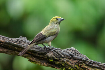 Fototapeta premium Green bird. A Palm Tanager also know as sanhaço or Coconut Tanager perched on the branch. Species Thraupis palmarum. Birdwatching. Birding.