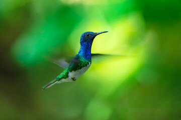 The white-necked jacobin (Florisuga mellivora) is a medium-size hummingbird that ranges from Mexico south through Central America and northern South America