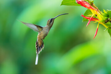 Long-billed hermit, Phaethornis longirostris in flight against green leaves.