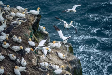 A colony of gannets perched on the rugged Skoruvikurbjarg cliffs on the Langanes Peninsula in northeastern Iceland