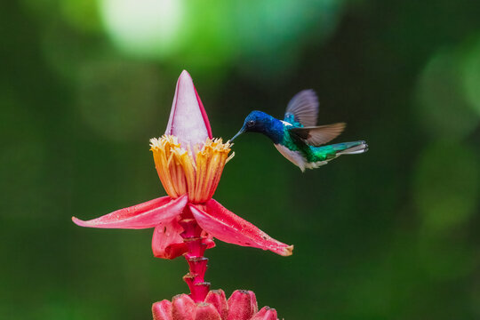 The white-necked jacobin (Florisuga mellivora) is a medium-size hummingbird that ranges from Mexico south through Central America and northern South America