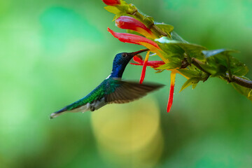 The white-necked jacobin (Florisuga mellivora) is a medium-size hummingbird that ranges from Mexico south through Central America and northern South America