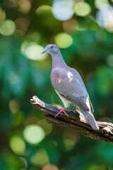 Patagioenas cayennensis, Pale-vented pigeon The bird is perched on the branch in nice wildlife natural environment of Costa Rica