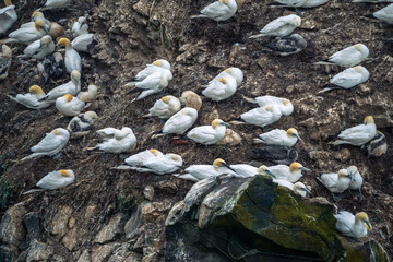 Majestic gannets nesting on the dramatic rocky cliffs of Skoruvikurbjarg, Langanes Peninsula, North-East Iceland