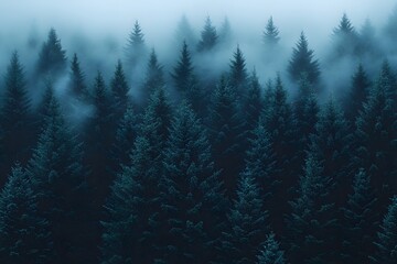 Fototapeta premium Misty Pine Forest in Tranquil Winter Scenery for Nature and Landscape Design