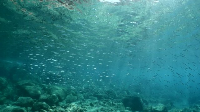 silversides atherinas sun shine and beams underwater silverside fish school Atherina boyeri)