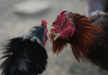 Two cocks are trained for a fight, in a village in Nakhon Sawan province north of Bangkok.