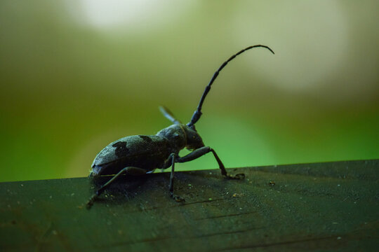 Longhorn beetle close up