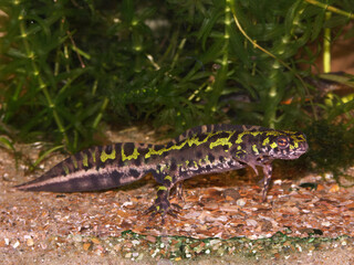 Closeup on a male European marbled newt, Triturus marmoratus underwater