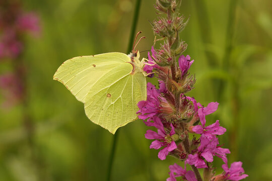  Closeup on the brimstone butterfly , Gonepteryx rhamni sipping nectar from a purple flower
