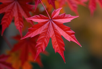 Vivid Red Maple Leaf in Autumn