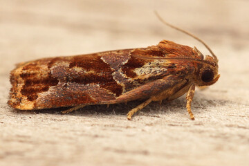 Closeup on the colorful Large Fruit-tree Tortrix moth, Archips podana sitting on wood in the garden