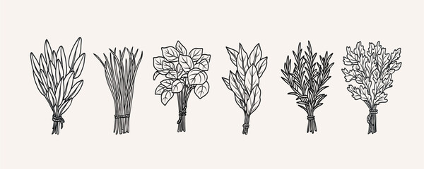 Hand drawn herbs bunches collection. Sage, chives, basil, laurel bay, rosemary, coriander, parsley © Maria