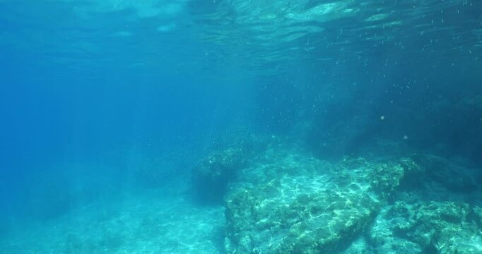 silversides atherinas sun shine and beams underwater silverside fish school Atherina boyeri)