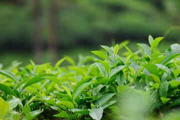 close up of green leaves