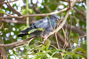 Majestic Pigeon Bird Close-Up: Urban Wildlife Photography