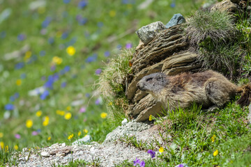 marmotte des alpes au bord de son terrier.