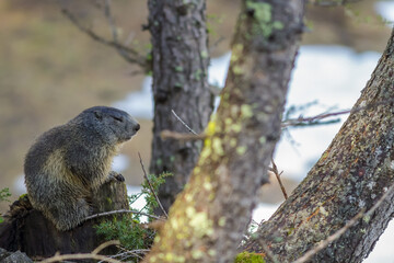 marmotte des Alpes à l'abri sous des sapins.