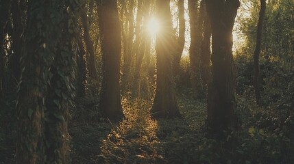 Golden Sunlight Filtering Through Forest Trees