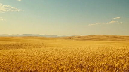 Obraz premium Golden Wheat Field Under A Vast Sky