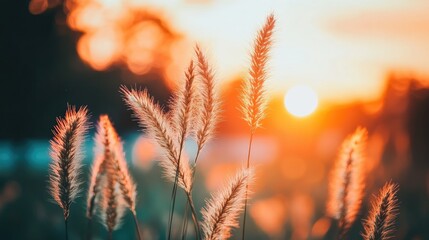 Sunset Grass Silhouettes Bask In Golden Light