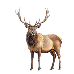 Fototapeta premium Majestic Elk in the Wild: A Stunning Portrait