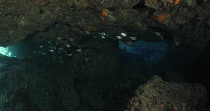 pempheris fish in cave underwater moving with waves underwater close up