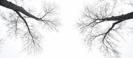 Fototapeta premium Two bare tree branches reaching upwards against a white sky.